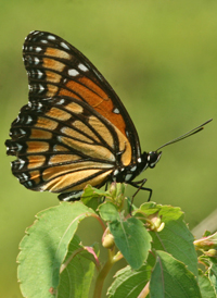 Viceroy